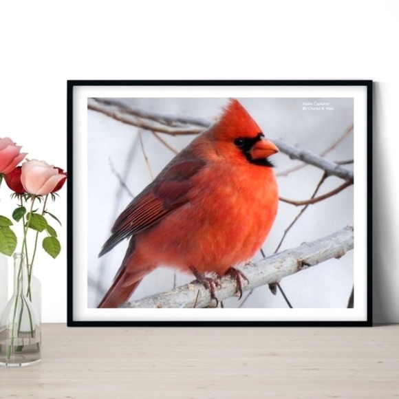 8x10 Chubby Northern Red Cardinal Bird Photography Print - Picture 2 of 3